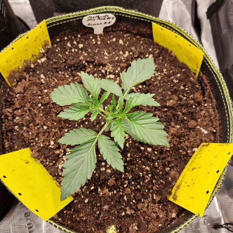 Mix Pack, surprise growlog photo: Tag 12