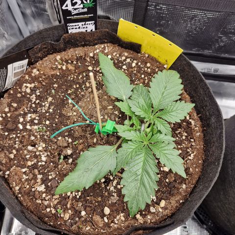 Lemon Cherry Cookies growlog photo: Tag 13