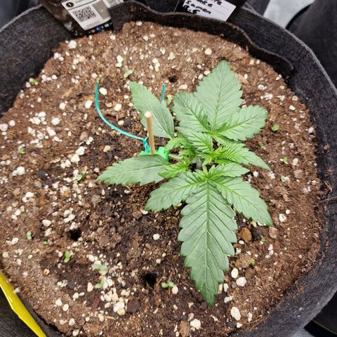 Purple Haze growlog photo: Tag 13 
