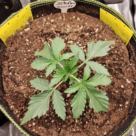 Mix Pack, surprise growlog photo: Tag 13