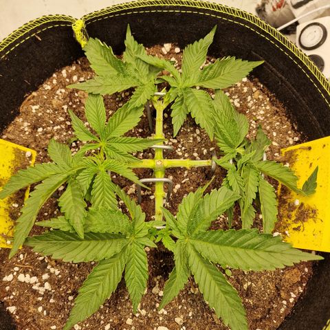 Runtz Muffin growlog photo: Tag 24