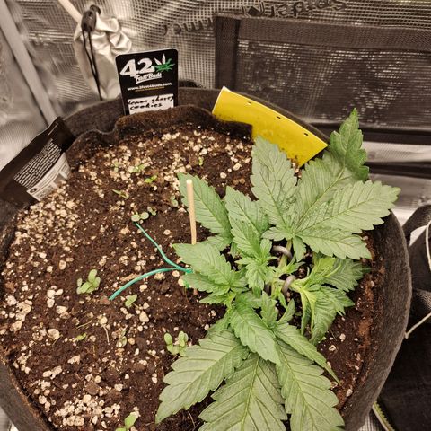 Lemon Cherry Cookies growlog photo: Tag 15