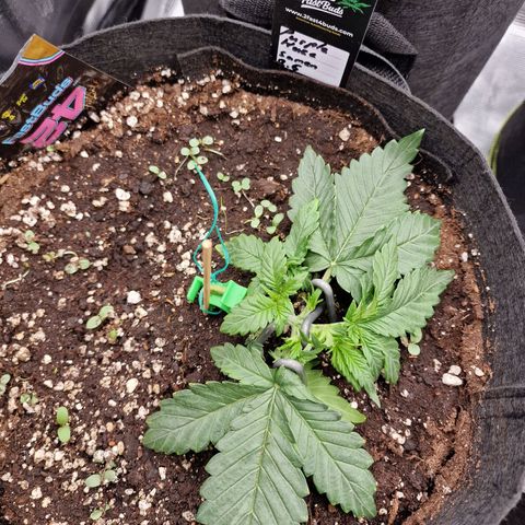 Purple Haze growlog photo: Tag 15