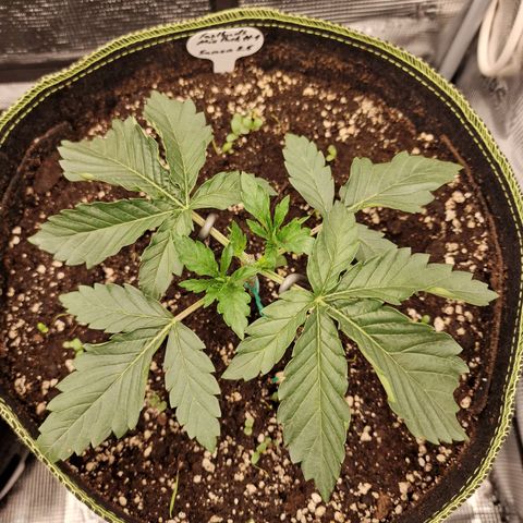 Mix Pack, surprise growlog photo: Tag 15