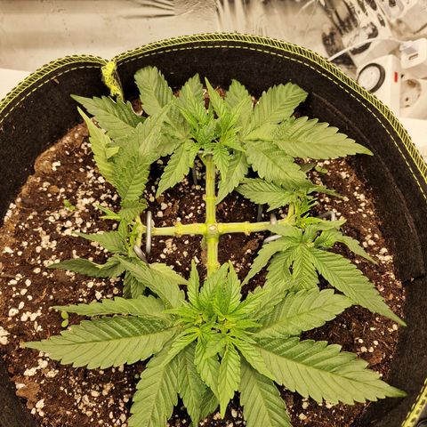Runtz Muffin growlog photo: Tag 25
