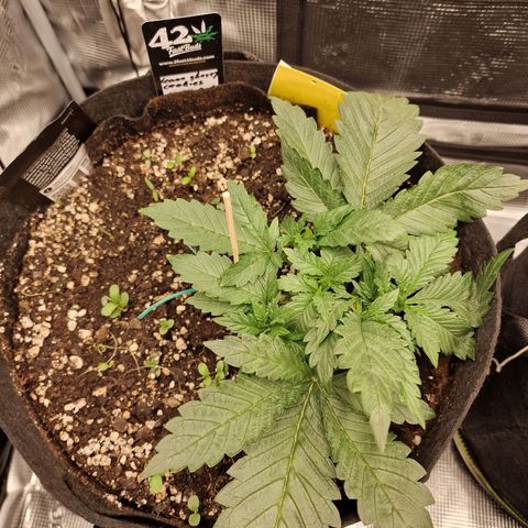 Lemon Cherry Cookies growlog photo: Tag 16