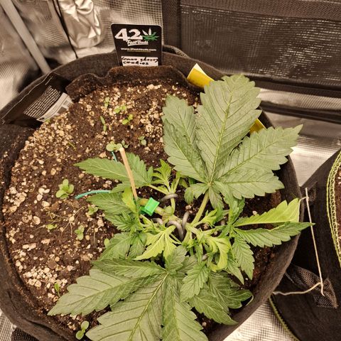 Lemon Cherry Cookies growlog photo: Tag 16