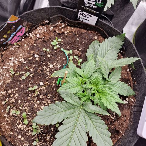 Purple Haze growlog photo: Tag 16