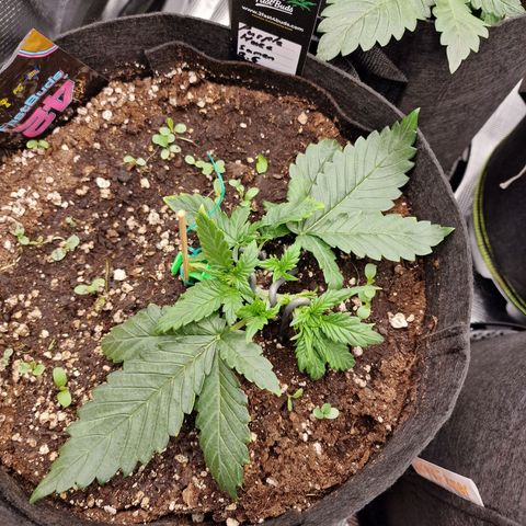 Purple Haze growlog photo: Tag 16