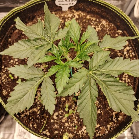 Mix Pack, surprise growlog photo: Tag 16