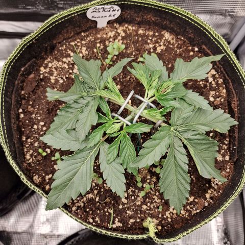 Mix Pack, surprise growlog photo: Tag 16