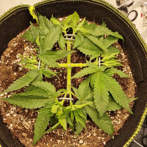 Runtz Muffin growlog photo: Tag 28