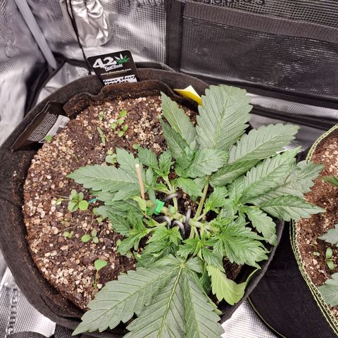 Lemon Cherry Cookies growlog photo: Tag 17