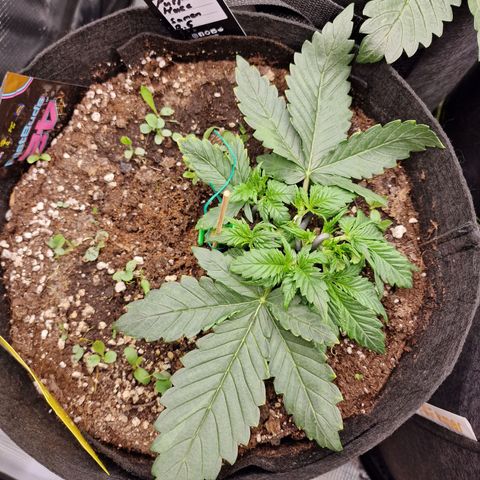 Purple Haze growlog photo: Tag 17