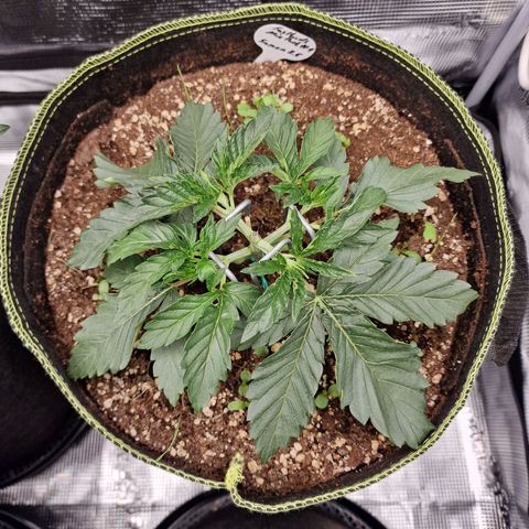 Mix Pack, surprise growlog photo: Tag 17