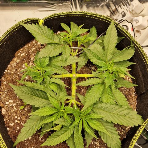 Runtz Muffin growlog photo: Tag 29