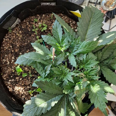 Lemon Cherry Cookies growlog photo: Tag 18