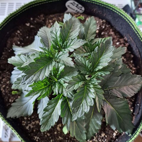 Mix Pack, surprise growlog photo: Tag 18