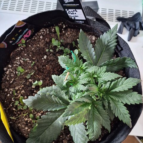 Purple Haze growlog photo: Tag 18