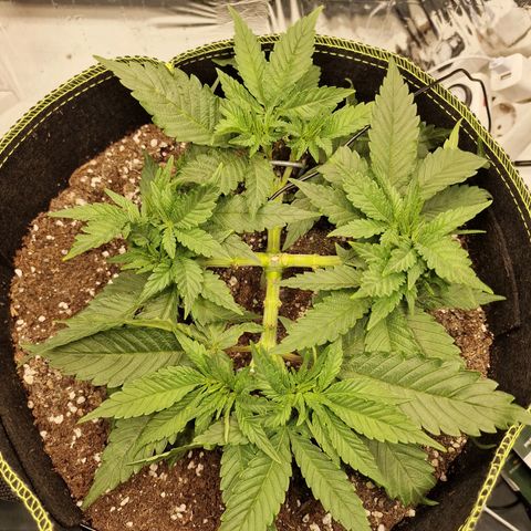 Runtz Muffin growlog photo: Tag 30