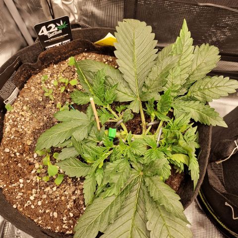 Lemon Cherry Cookies growlog photo: Tag 18