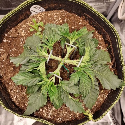 Mix Pack, surprise growlog photo: Tag 18