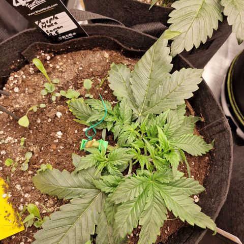 Purple Haze growlog photo: Tag 18