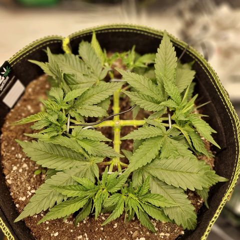Runtz Muffin growlog photo: Tag 30