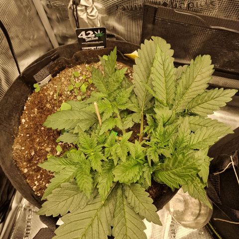 Lemon Cherry Cookies growlog photo: Tag 19