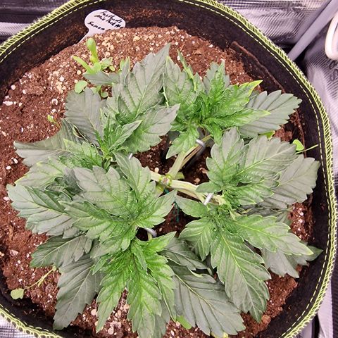 Mix Pack, surprise growlog photo: Tag 19