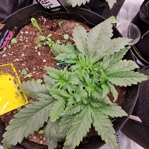 Purple Haze growlog photo: Tag 19