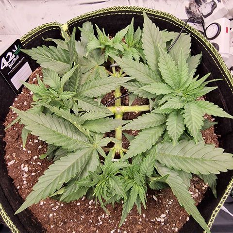 Runtz Muffin growlog photo: Tag 30