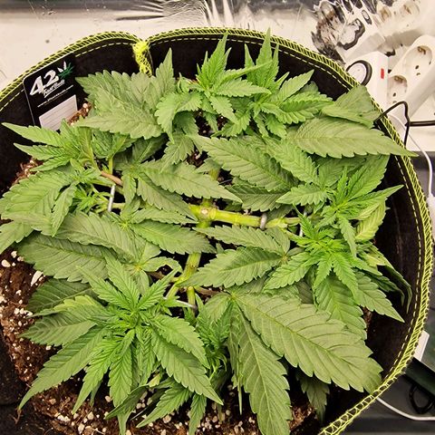 Runtz Muffin growlog photo: Tag 31
