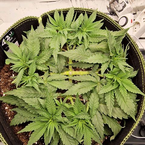 Runtz Muffin growlog photo: Tag 32