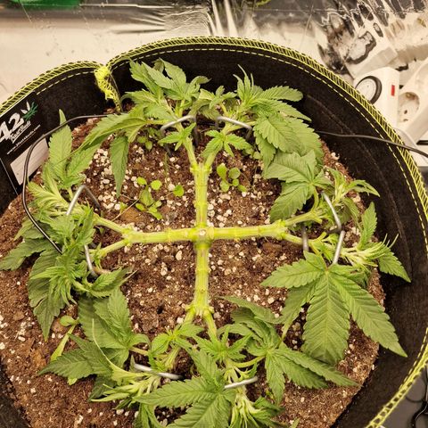 Runtz Muffin growlog photo: Tag 32