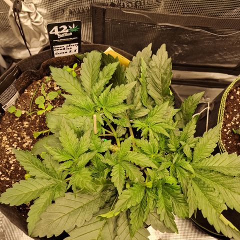 Lemon Cherry Cookies growlog photo: Tag 20
