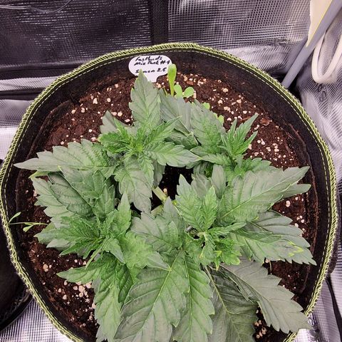 Mix Pack, surprise growlog photo: Tag 20