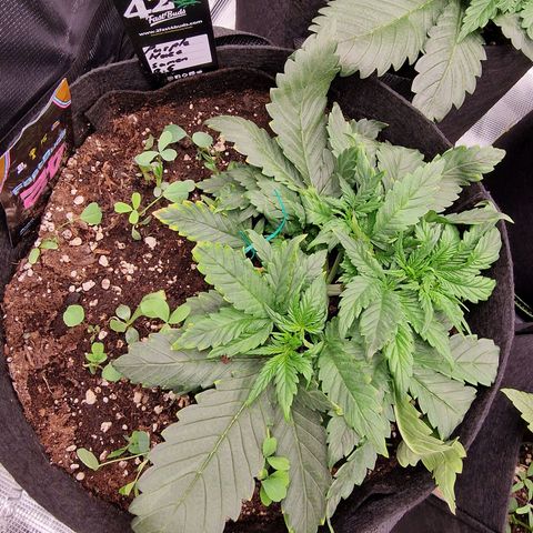 Purple Haze growlog photo: Tag 20