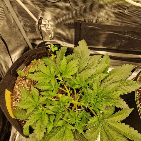 Lemon Cherry Cookies growlog photo: Tag 21