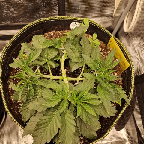 Mix Pack, surprise growlog photo: Tag 21