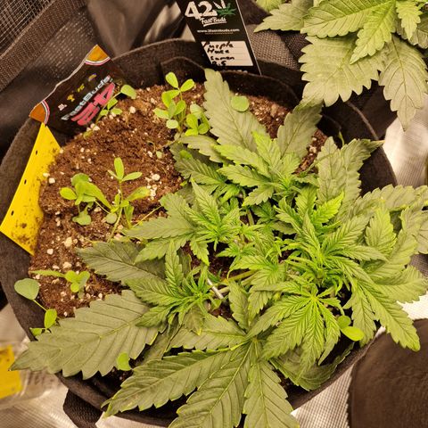 Purple Haze growlog photo: Tag 21