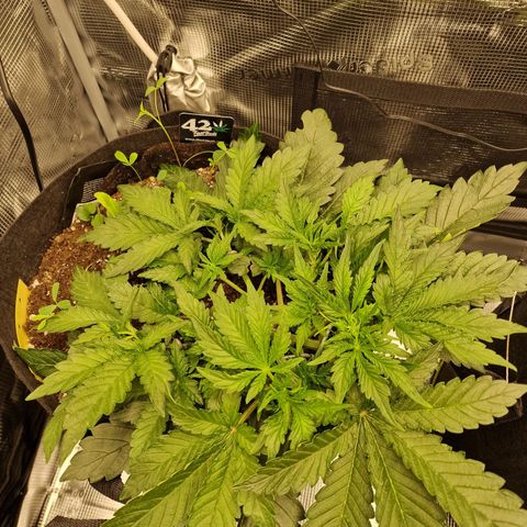 Lemon Cherry Cookies growlog photo: Tag 22