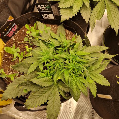 Purple Haze growlog photo: Tag 22