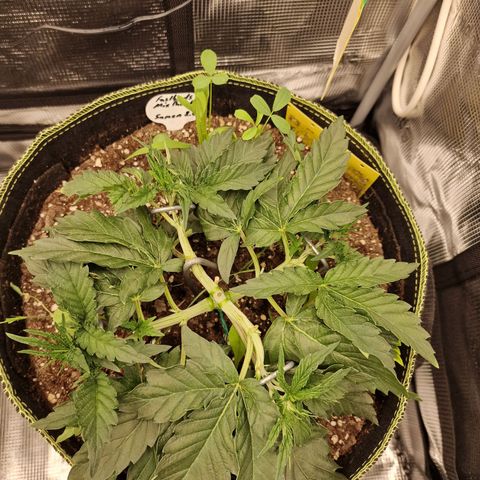 Mix Pack, surprise growlog photo: Tag 22
