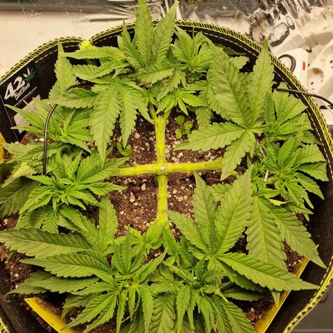 Runtz Muffin growlog photo: Tag 33