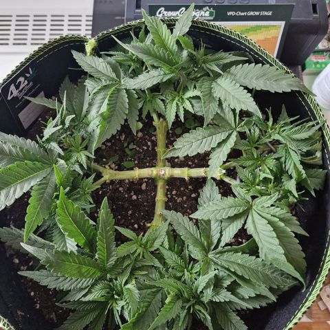 Runtz Muffin growlog photo: Tag 34 vor dem Topping
