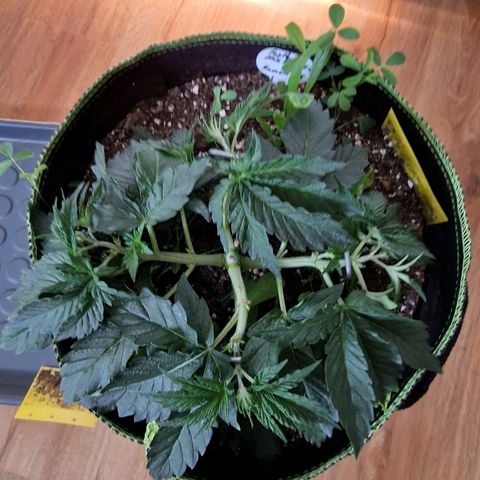 Mix Pack, surprise growlog photo: Tag 23 vor dem Topping