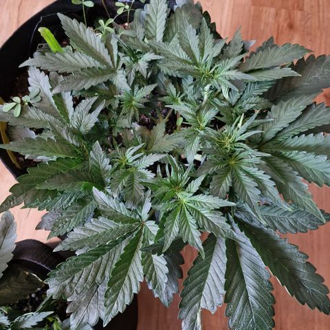 Lemon Cherry Cookies growlog photo: Tag 23 