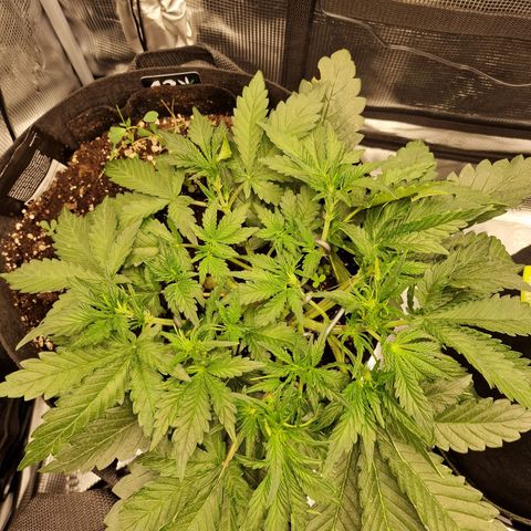 Lemon Cherry Cookies growlog photo: Tag 23 Abends