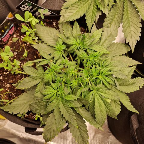 Purple Haze growlog photo: Tag 23